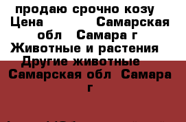 продаю срочно козу › Цена ­ 5 000 - Самарская обл., Самара г. Животные и растения » Другие животные   . Самарская обл.,Самара г.